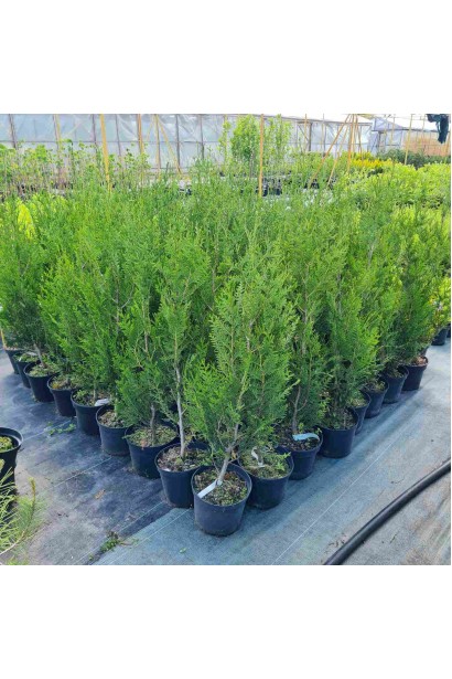 Туя Атровиренс - 5л/вис.60-80см/Ø20-25см